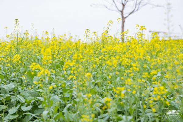楼村湿地公园油菜花