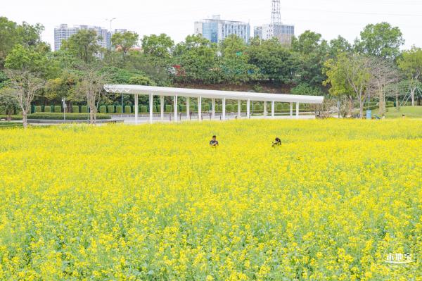 楼村湿地公园油菜花