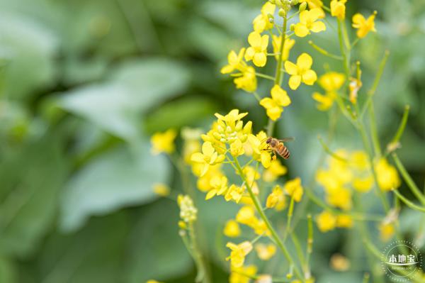 楼村湿地公园油菜花