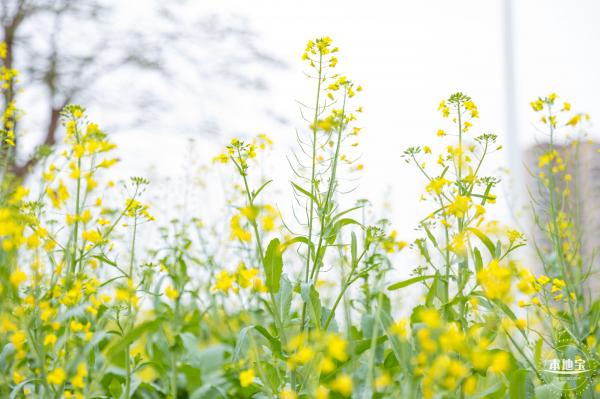 楼村湿地公园油菜花