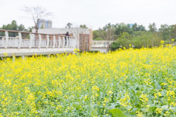 楼村湿地公园油菜花