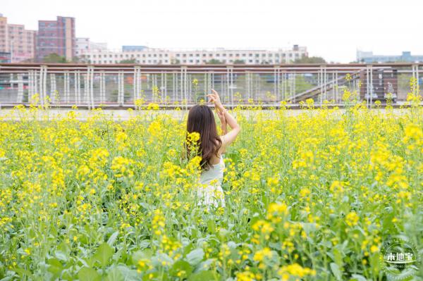 楼村湿地公园油菜花