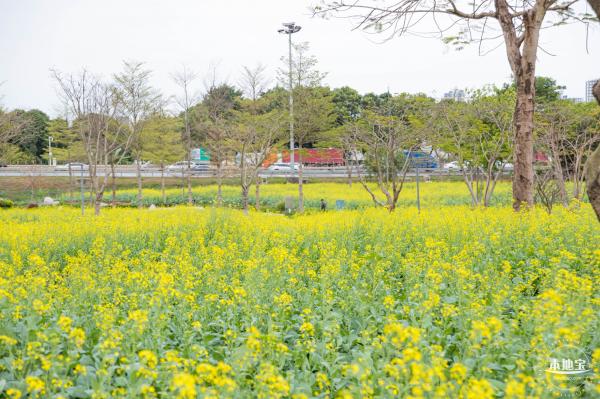楼村湿地公园油菜花