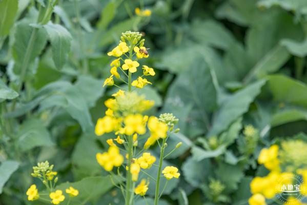 楼村湿地公园油菜花