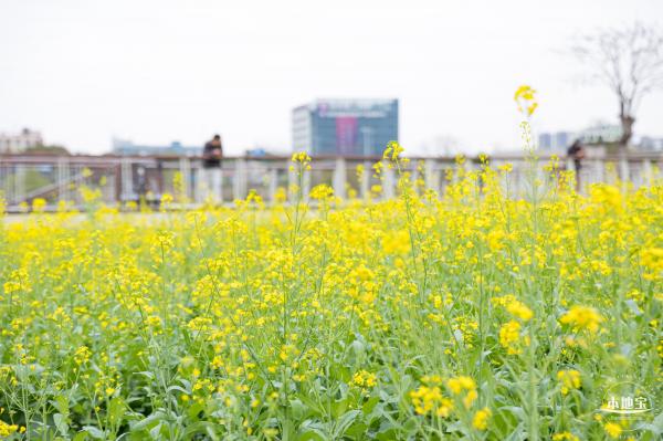 楼村湿地公园油菜花