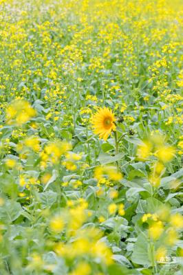 楼村湿地公园油菜花