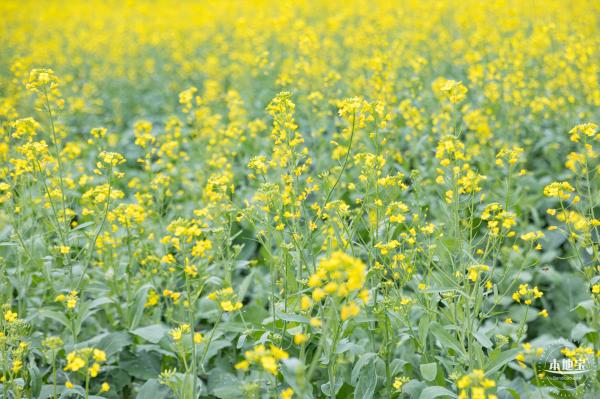 楼村湿地公园油菜花