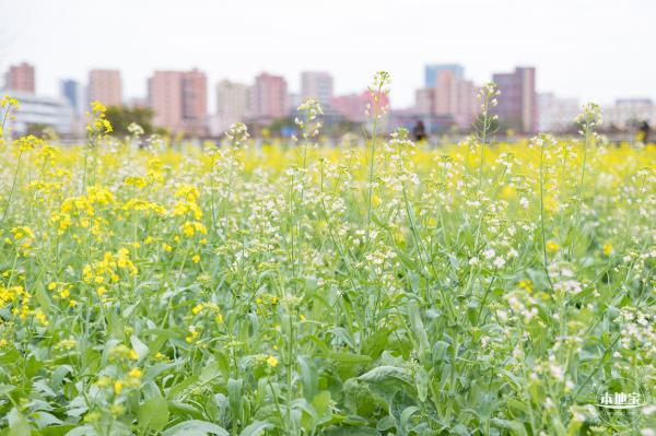 楼村湿地公园油菜花