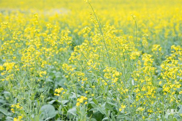 楼村湿地公园油菜花
