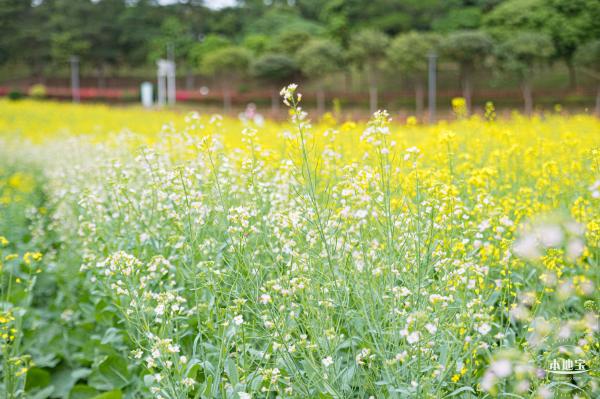 楼村湿地公园油菜花