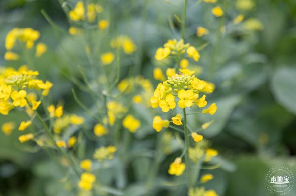 楼村湿地公园油菜花