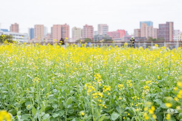 楼村湿地公园油菜花