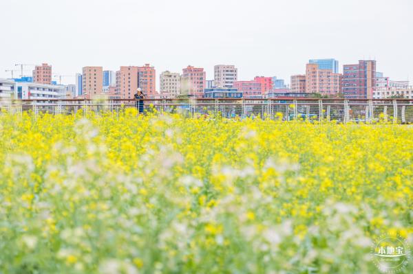 楼村湿地公园油菜花