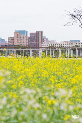 楼村湿地公园油菜花