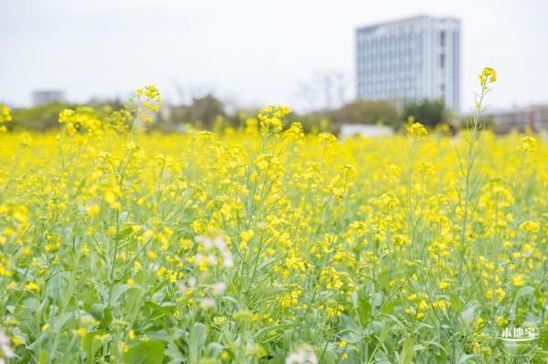 楼村湿地公园油菜花