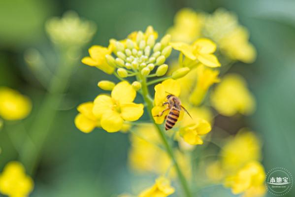 楼村湿地公园油菜花