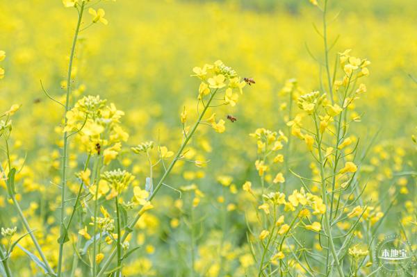 楼村湿地公园油菜花