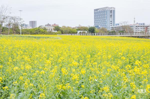 楼村湿地公园油菜花
