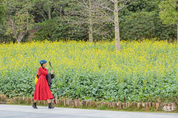 楼村湿地公园油菜花
