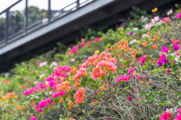 玉龙公园花海