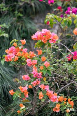 玉龙公园花海