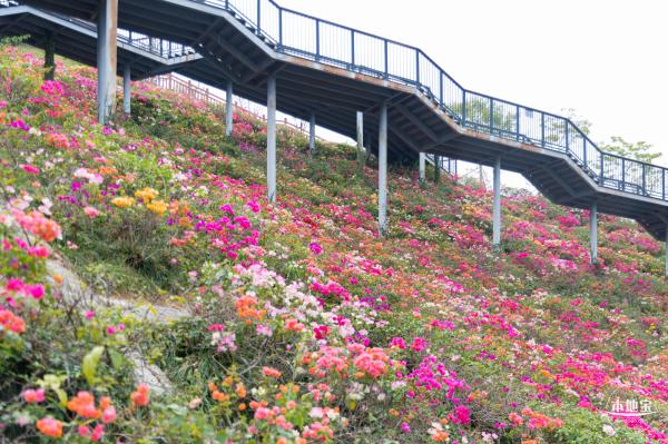 玉龙公园花海