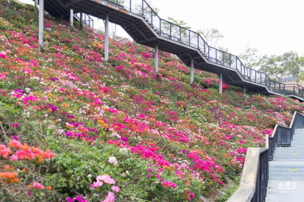 玉龙公园花海