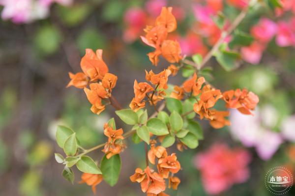 玉龙公园花海