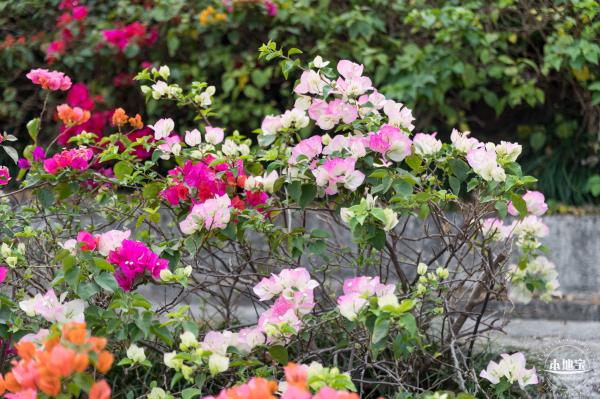 玉龙公园花海
