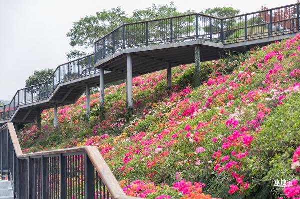 玉龙公园花海