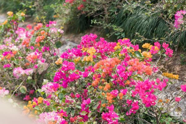 玉龙公园花海
