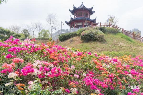 玉龙公园花海