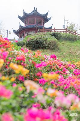 玉龙公园花海