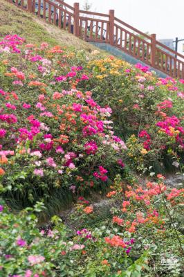 玉龙公园花海