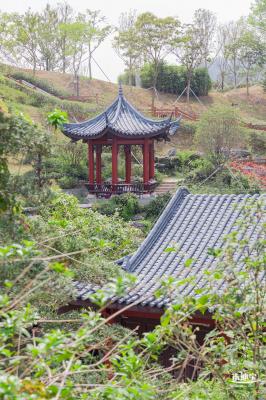 玉龙公园花海