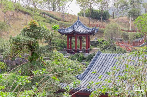 玉龙公园花海
