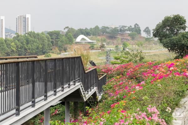 玉龙公园花海