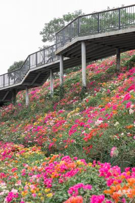 玉龙公园花海