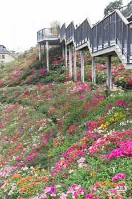 玉龙公园花海
