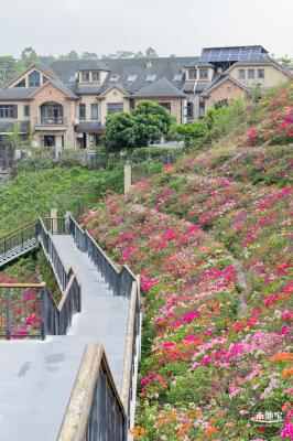 玉龙公园花海