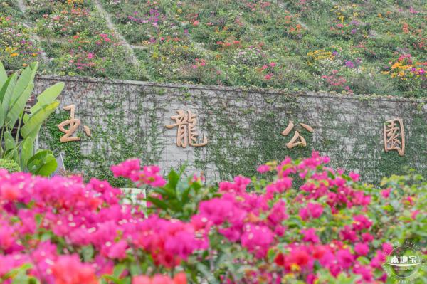 玉龙公园花海