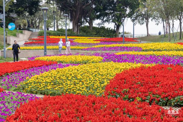 女蜗滨海公园花海