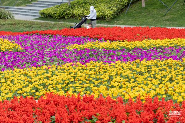 女蜗滨海公园花海