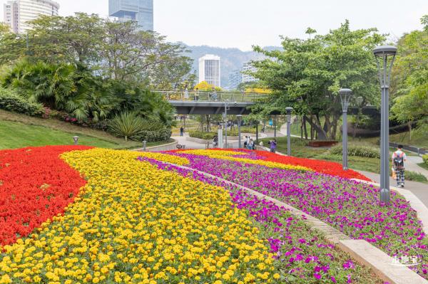 女蜗滨海公园花海