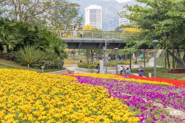 女蜗滨海公园花海