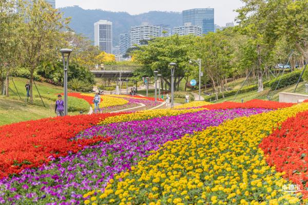 女蜗滨海公园花海