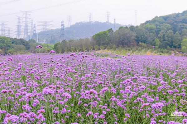 五指耙马鞭草花海