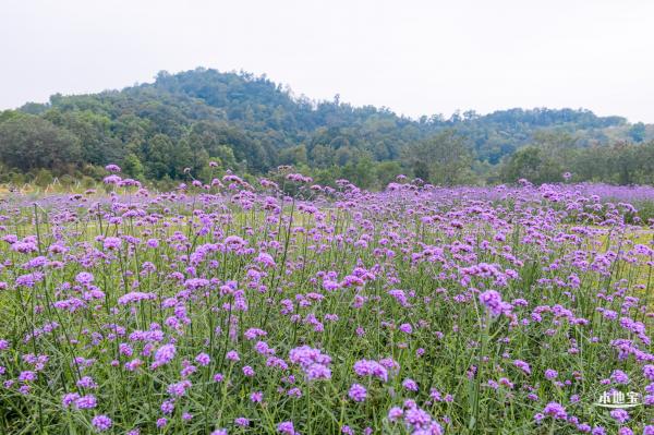 五指耙马鞭草花海