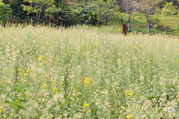 西丽生态公园油菜花