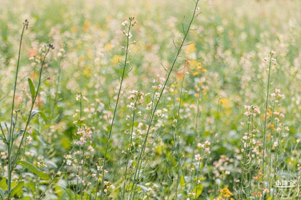 西丽生态公园油菜花